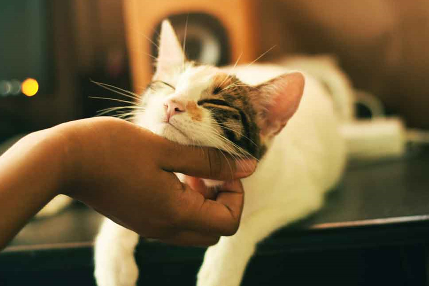 CATS GROOMING TIPS- For A Healthy And Happy Cat.