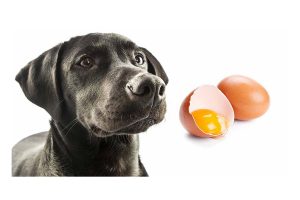 Can Dogs Eat Raw Eggs- Know Its Benefits For Your Dog.