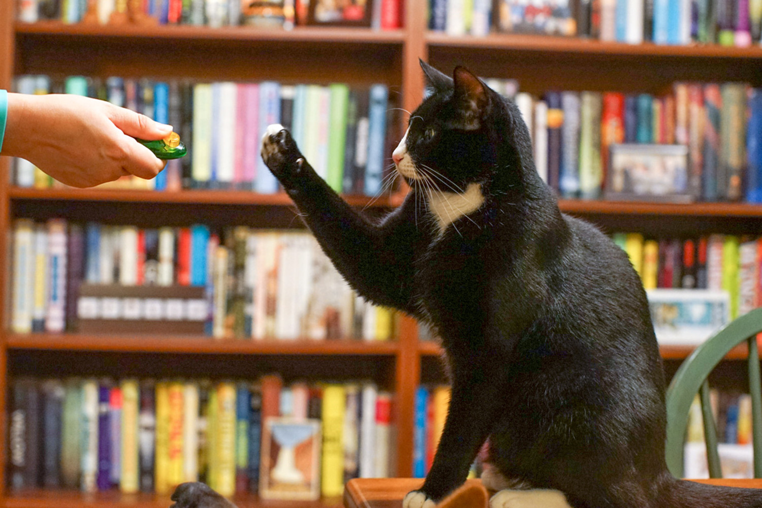 Cat Training Basics Tips – The Pet Tips