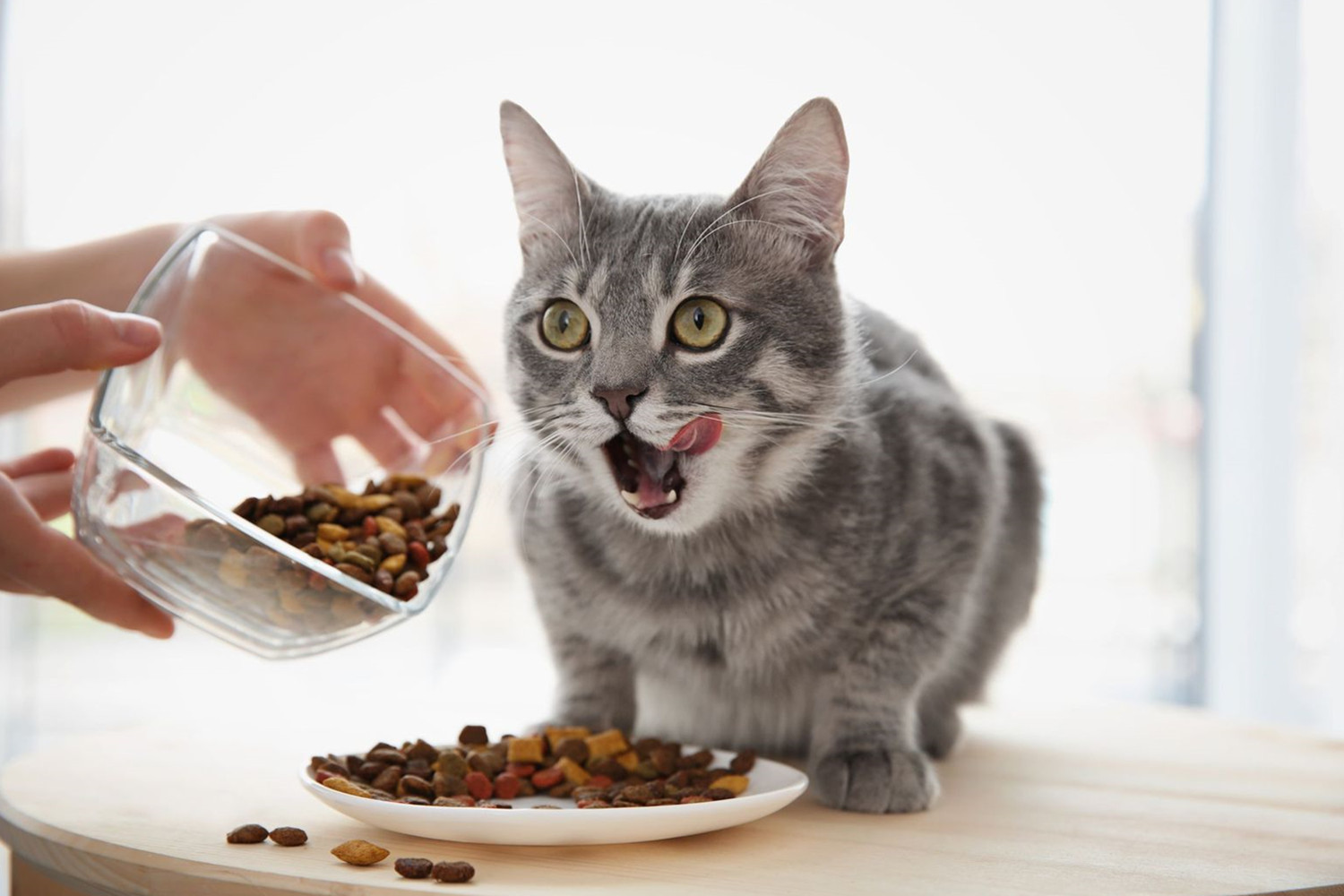 Dietary Requirements Of Cats- Know The Right Kind Of Food For Cats.