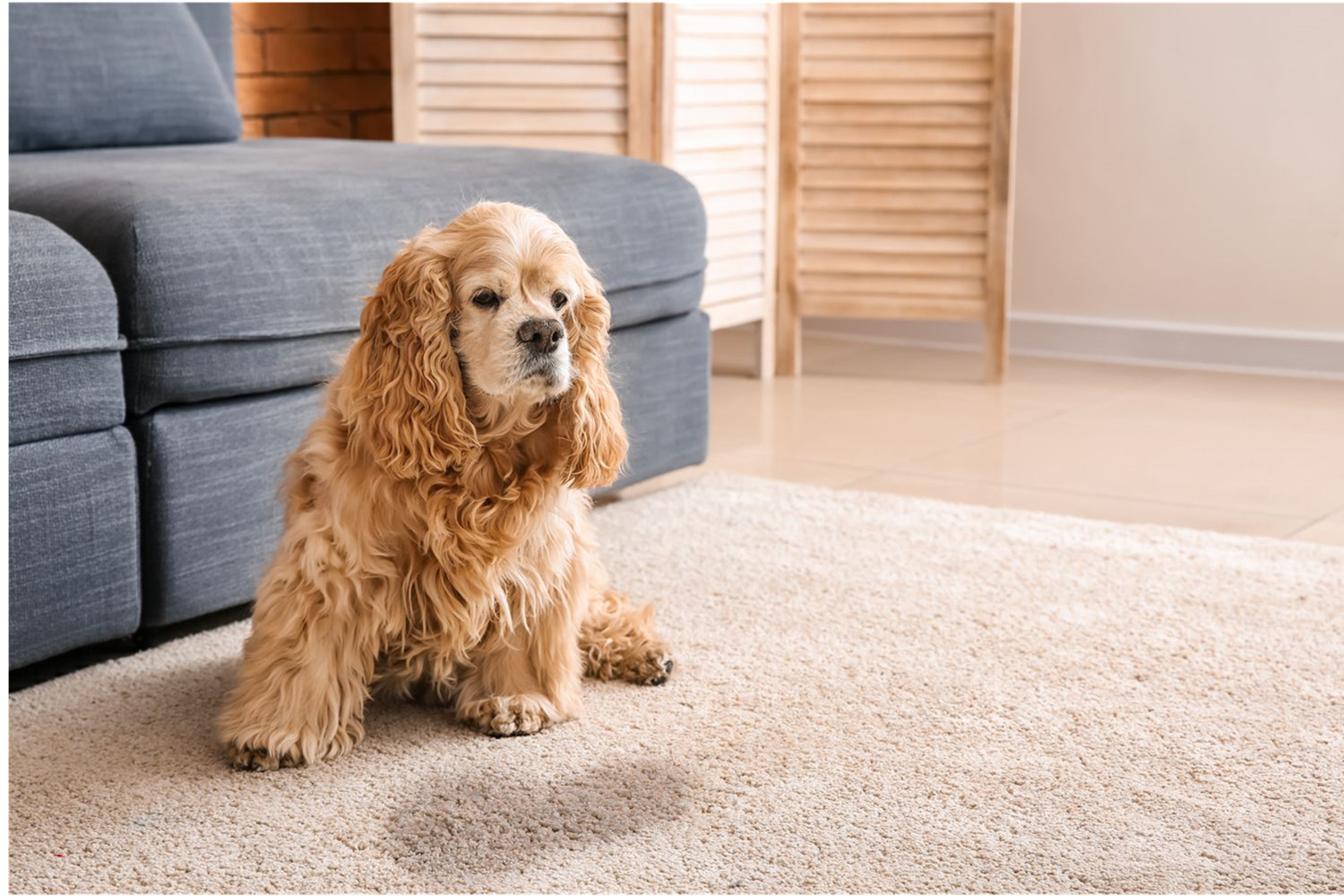 Dog Peeing In The House? What To Do？Know Important Dog Training Tips.