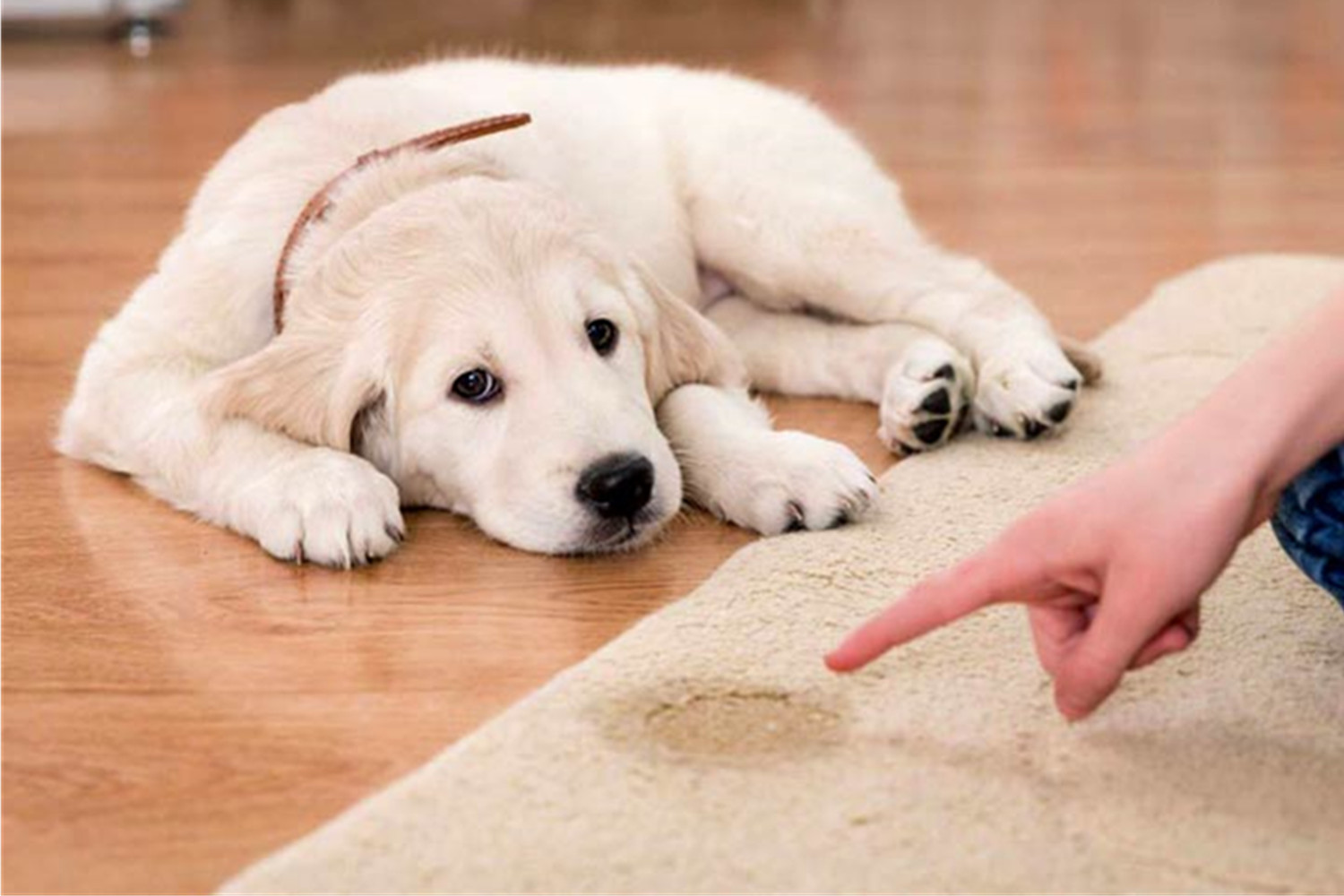 Dog Peeing In The House? What To Do？Know Important Dog Training Tips
