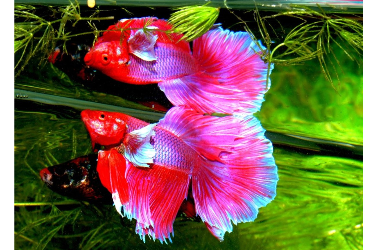 ﻿Fun Facts About Betta Fish