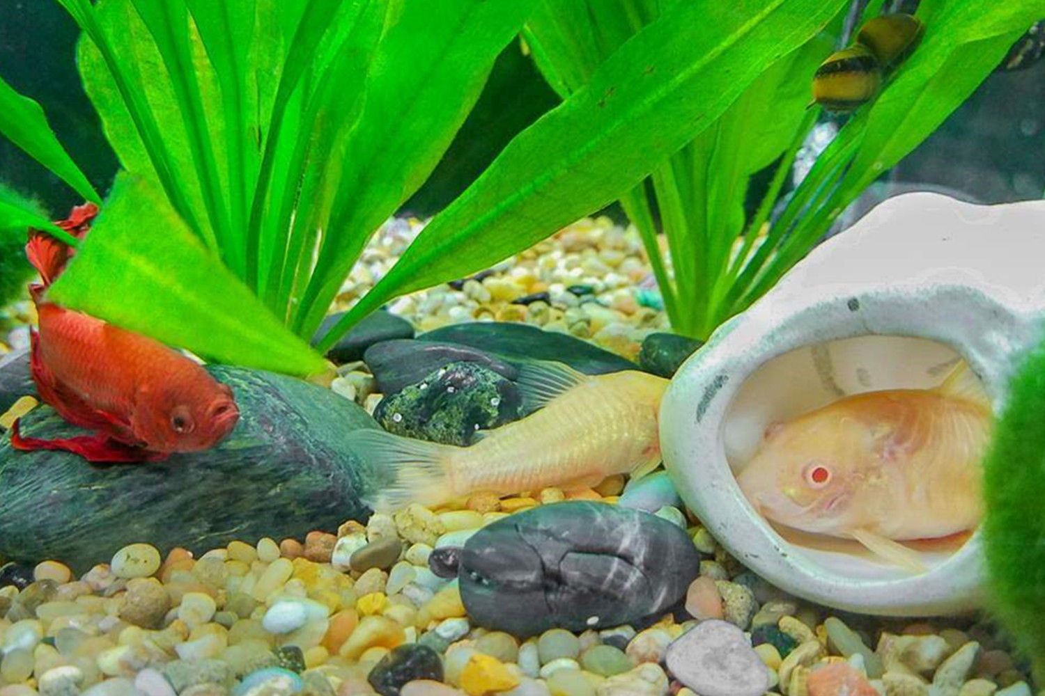 ﻿Fun Facts About Betta Fish – The Pet Tips