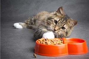 Guide To Cat Diet- Select The Best Cats Food For Your Pet.