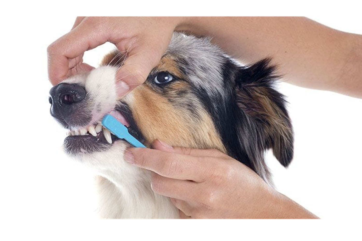 How To Brush A Dog’s Teeth- To Get Rid Of Dental Problems.