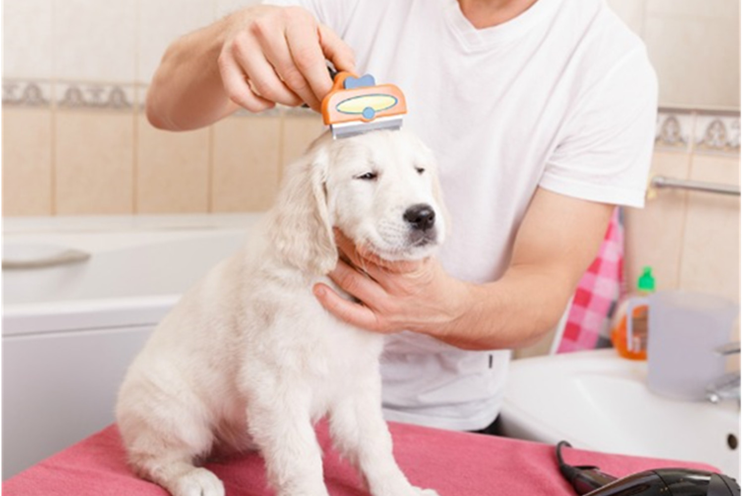 How To Do Pet Hair Removal- Important Pet Grooming Tips To Follow.