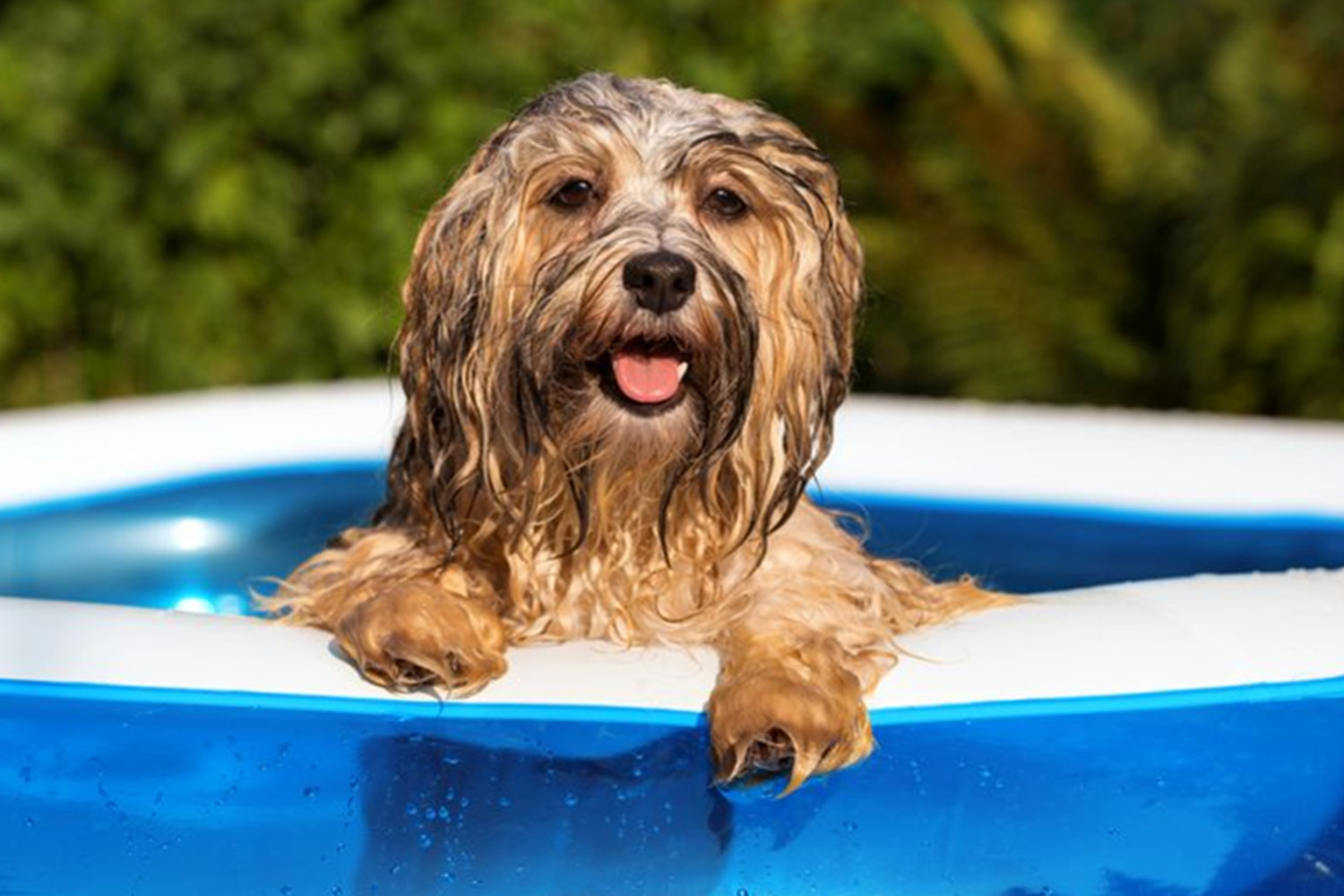 How To Keep Pets Cool In Summer