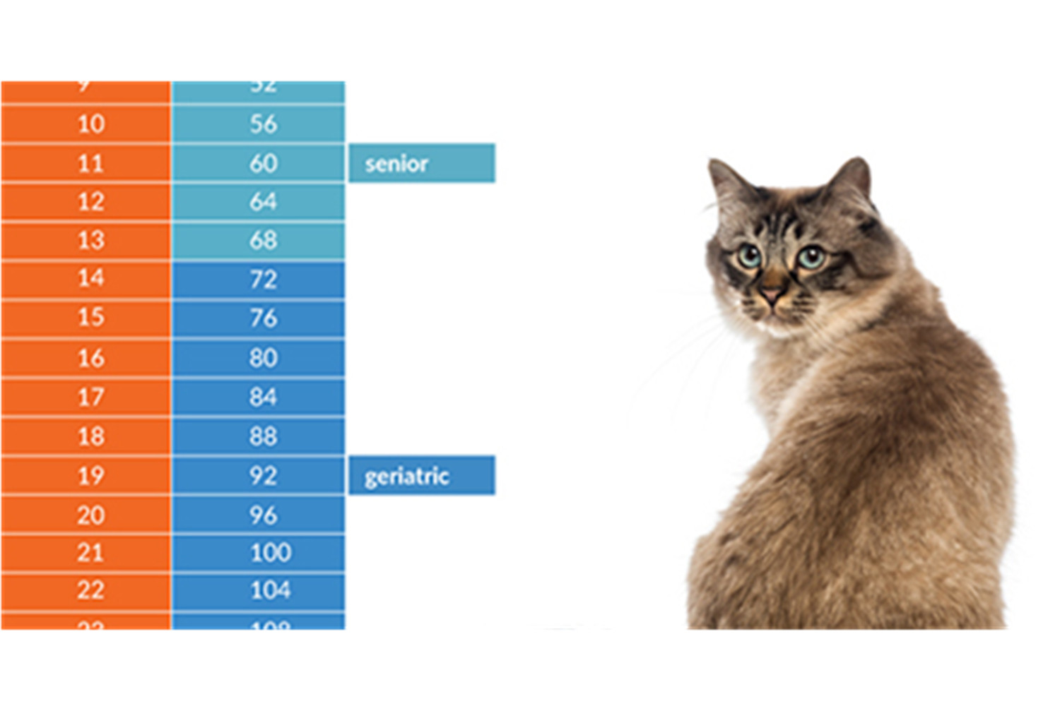 How To Tell A Cat’s Age