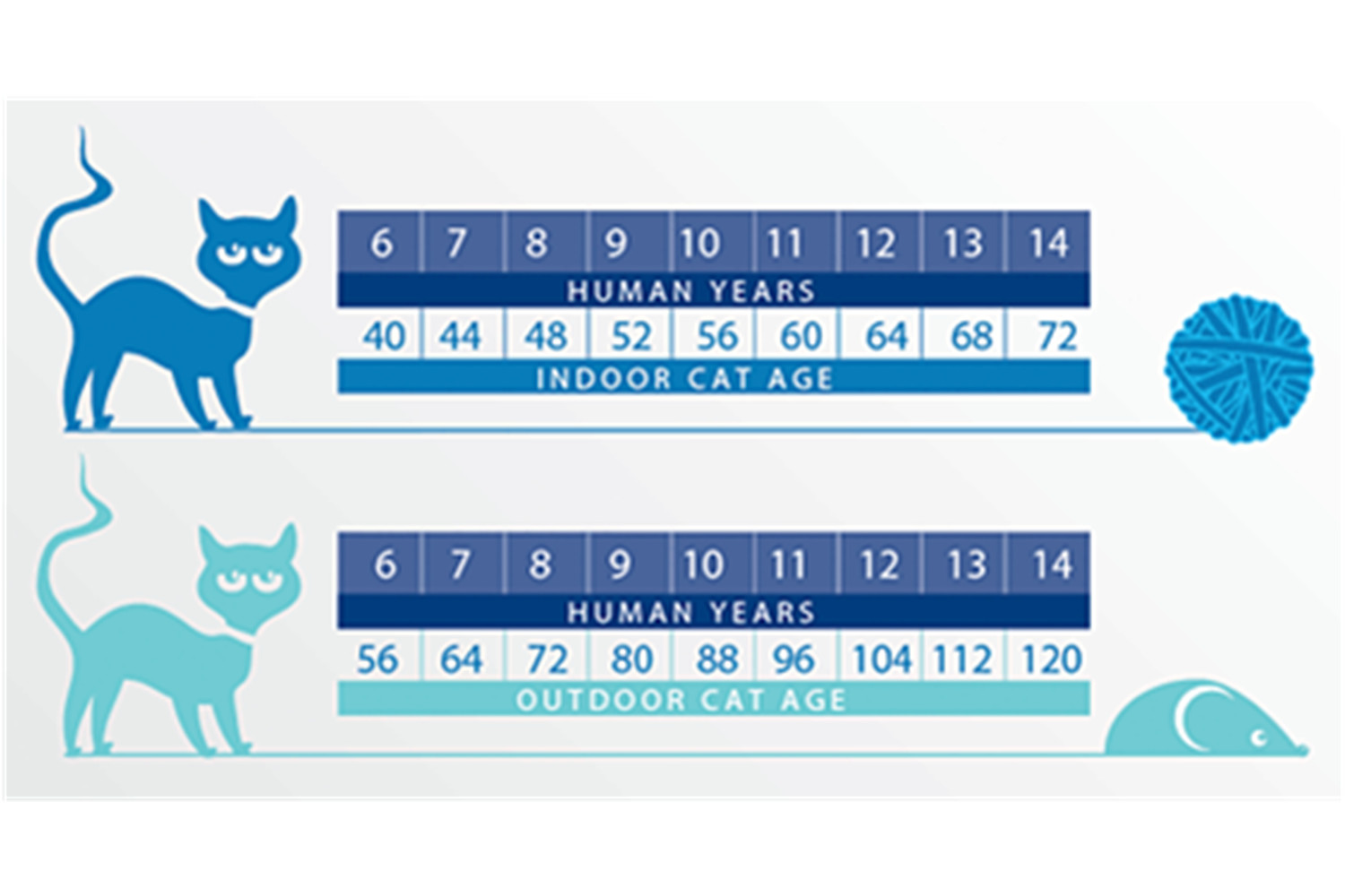How To Tell Cats Age Secrets To Decoding Your Cats Age - s8pgkbb
