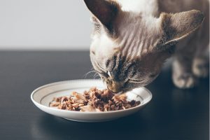 IS TUNA BAD FOR CATS- Know Benefits Of Cats Food.