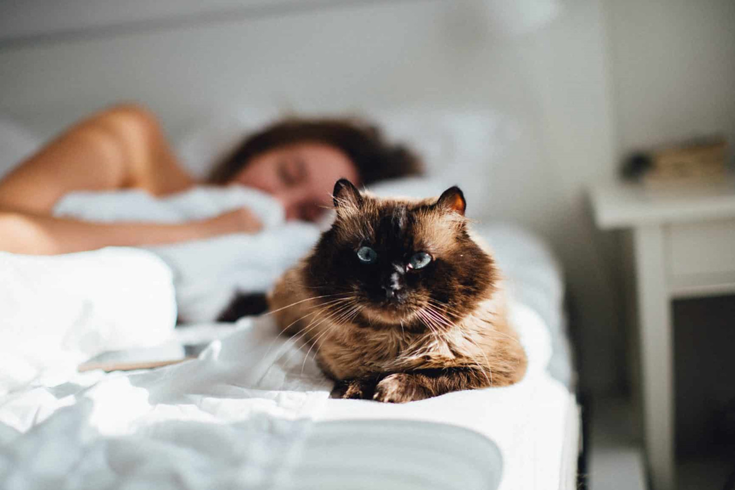 Let The Cat Sleep In The Bed: Creating A Strong Bond