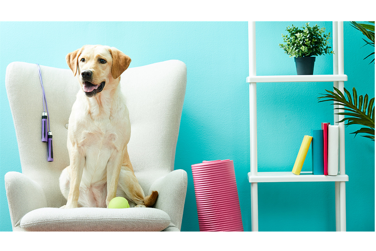 Apartment Living: Pets Fit Everything