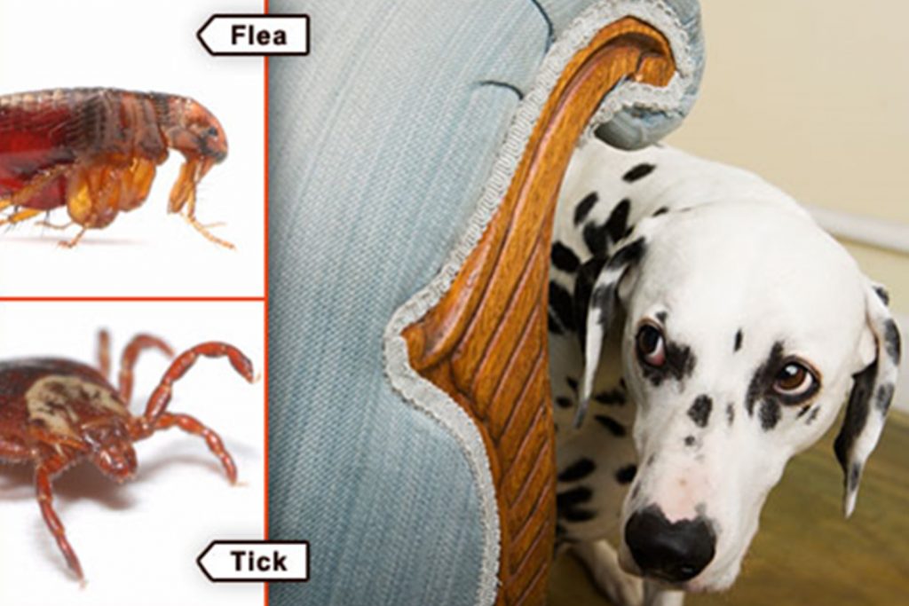 Protect Your Dog Against Ticks And Fleas Naturally-Without Side Effect