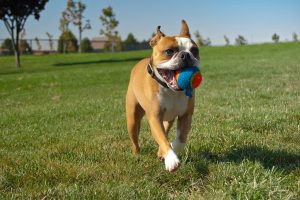 What Are The Games To Play With Your Dog?