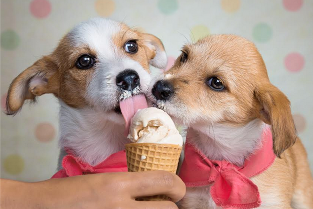 What To Know About Food For Puppies