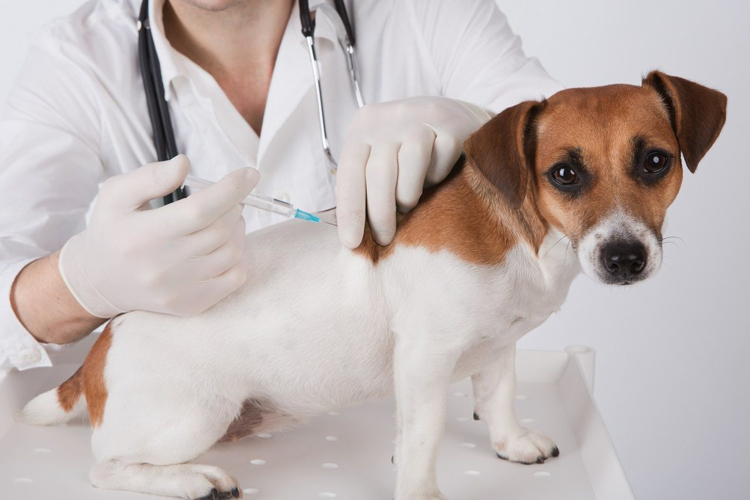 Why Have Your Pet Vaccinated