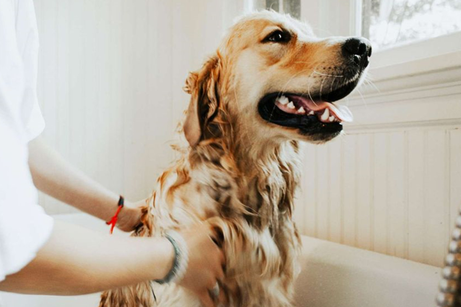 ﻿Why You Should Bathe Your Dog?