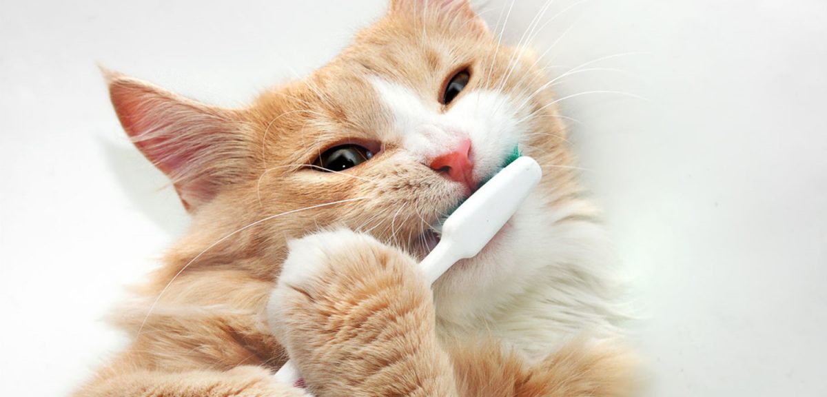 Dental Problems Cats Encounter Across