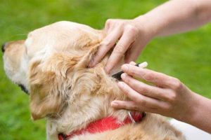 An expert is inevitable for your dog’s problem