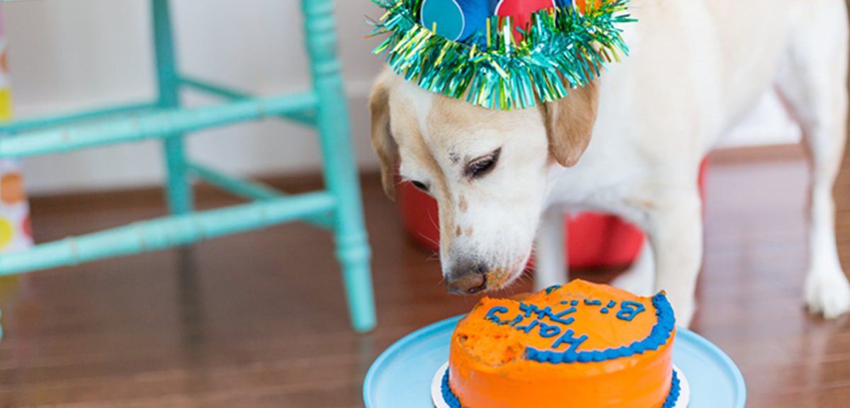 Tips For A Pet Birthday Party