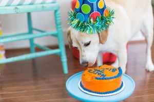 Tips For A Pet Birthday Party