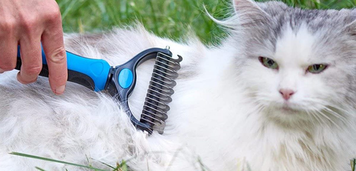 Cat Grooming Tool That You Should Have