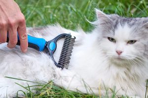 Cat Grooming Tool That You Should Have