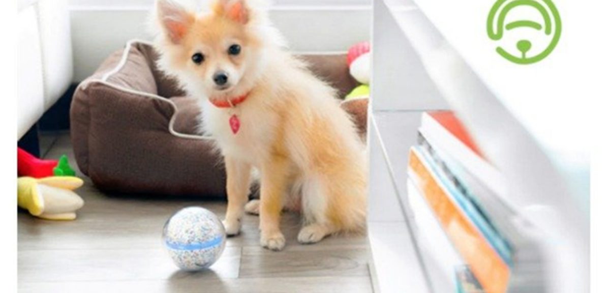 Dog Toy: This Is How A Ball Is Good For Your Pet’s Development