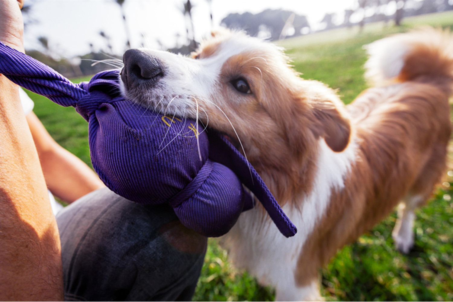 Dog Toy This Is How A Ball Is Good For Your Pet’s Development The