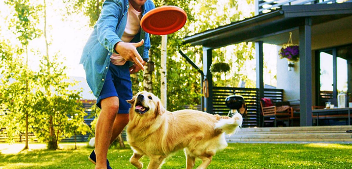 Dog Training Tips For Frisbee Fun And Activities