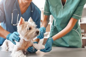 Is Pet Insurance Worth It?