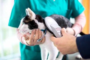 Pet Insurance: The Protection Your Cat Deserves