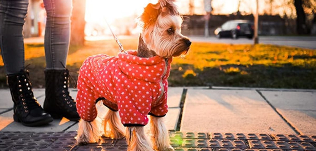 A Fashionable Way to Keep Your Dog Stylish: The Benefits of Dog Clothing