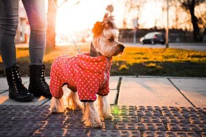A Fashionable Way to Keep Your Dog Stylish: The Benefits of Dog Clothing