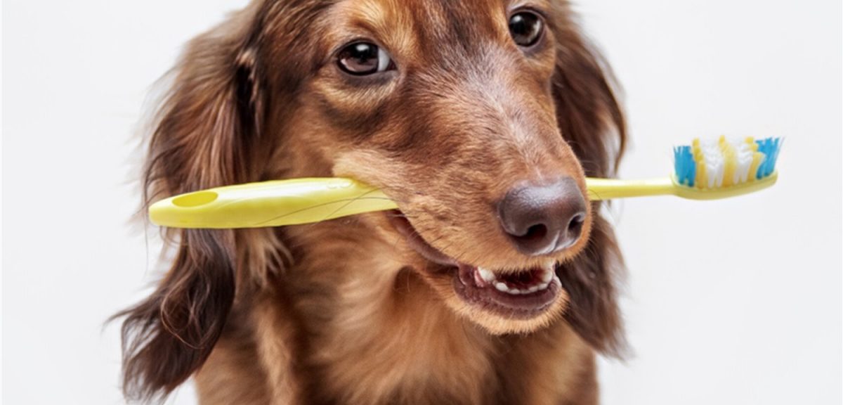 The Importance of Puppy Dental Care