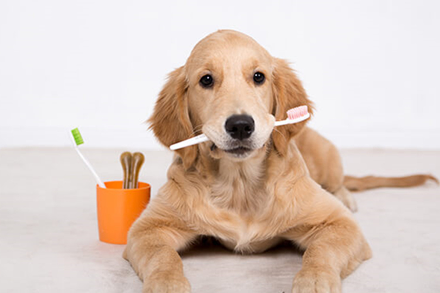 The Importance of Puppy Dental Care The Pet Tips