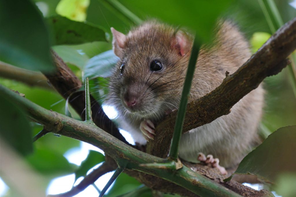 The Joy of Keeping Pet Rats1