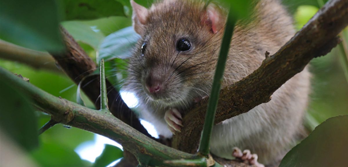 The Joy of Keeping Pet Rats