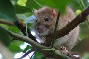 The Joy of Keeping Pet Rats