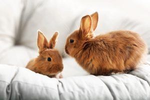 Wonders of the Rabbit A Closer Look at These Adorable Animals