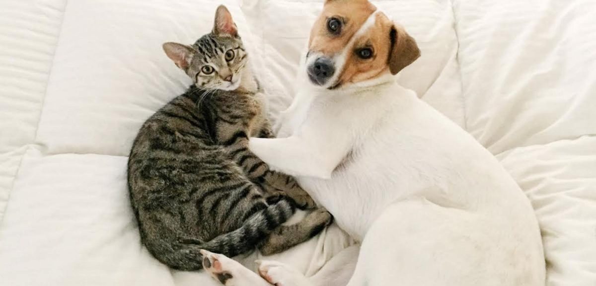 How Pet Adoption Can Change Lives for You and Your New Companion