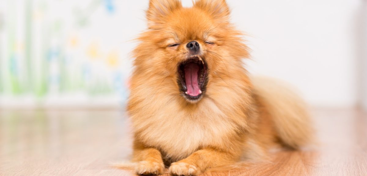 How Understanding Pet Behavior Can Strengthen Your Bond