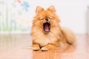 How Understanding Pet Behavior Can Strengthen Your Bond