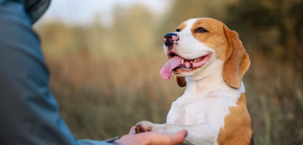 What Pet Training Can Do for You and Your Companion