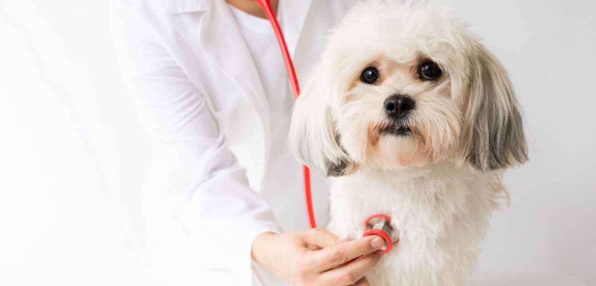 What You Need to Know About Pet Health Care