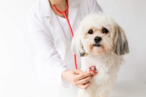 What You Need to Know About Pet Health Care